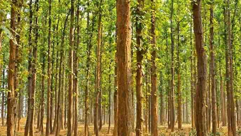 India es el tercer país que más superficie forestal ganó en 10 años
