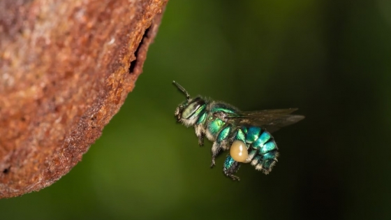 Un modelo inédito de convivencia entre abejas emerge en la selva de Costa Rica