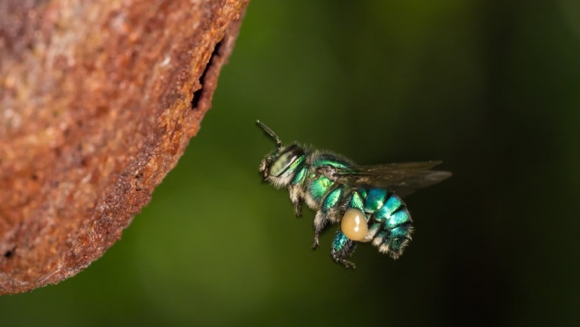 Un modelo inédito de convivencia entre abejas emerge en la selva de Costa Rica