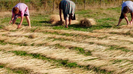 Dos cultivos con potencial en Galicia, el cáñamo y el regreso del lino