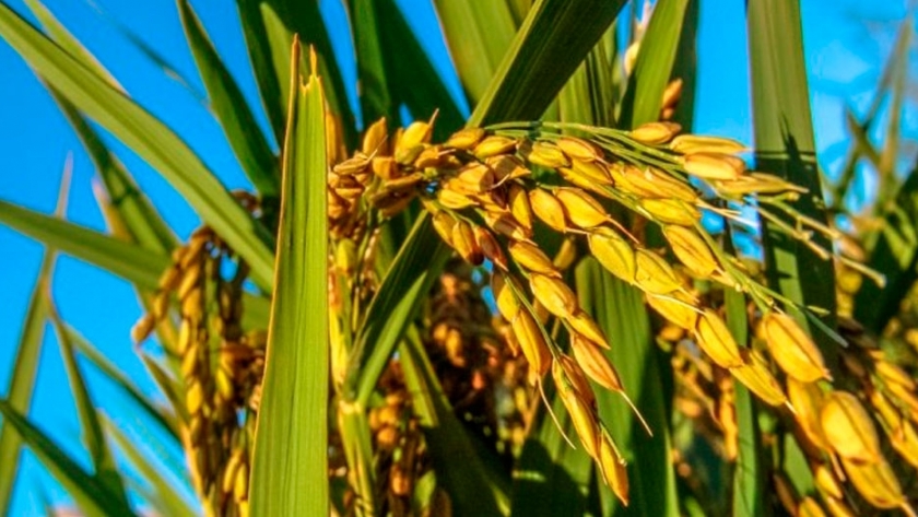 Claves para optimizar la siembra de arroz