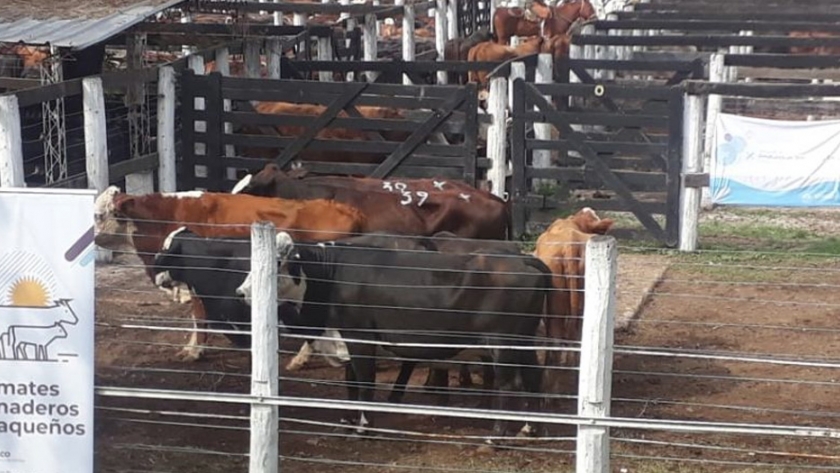 Producción: más de 750 cabezas comercializadas en el remate ganadero de Quitilipi