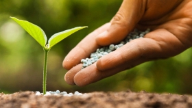 El uso de semillas certificadas en los cultivos garantiza hasta 40% más de producción