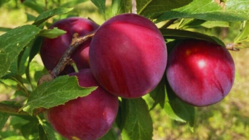 Los Valles Templados florecen con los frutales de carozo