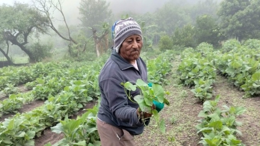 Guardianes de un secreto andino milenario: Llegando a la Quebrada de Humahuaca, la familia Toconás produce el yacón, un tubérculo dulce muy beneficioso para la salud