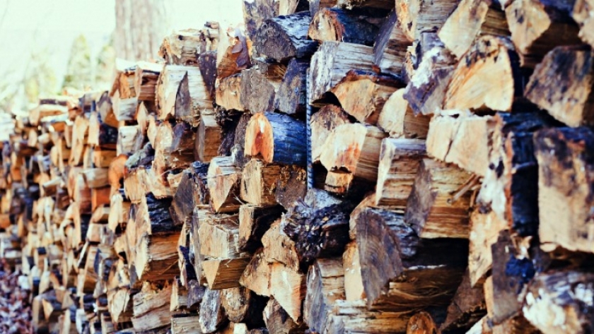 Bosque nativo: regulan y brindan asesoramiento para la producción de leña