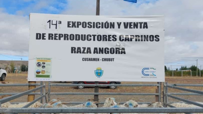 Provincia acompañó a productores en la 14° Exposición y Venta de Castrones de Cushamen