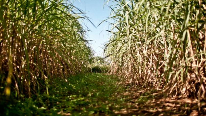 Caña de azúcar: descubren 5 genes que puedan darle resistencia a la sequia