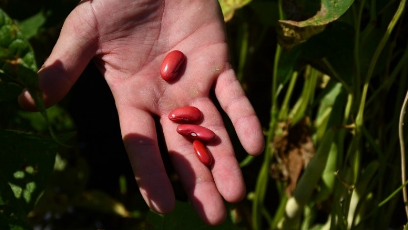 Poroto: evalúan la respuesta de distintos cultivares