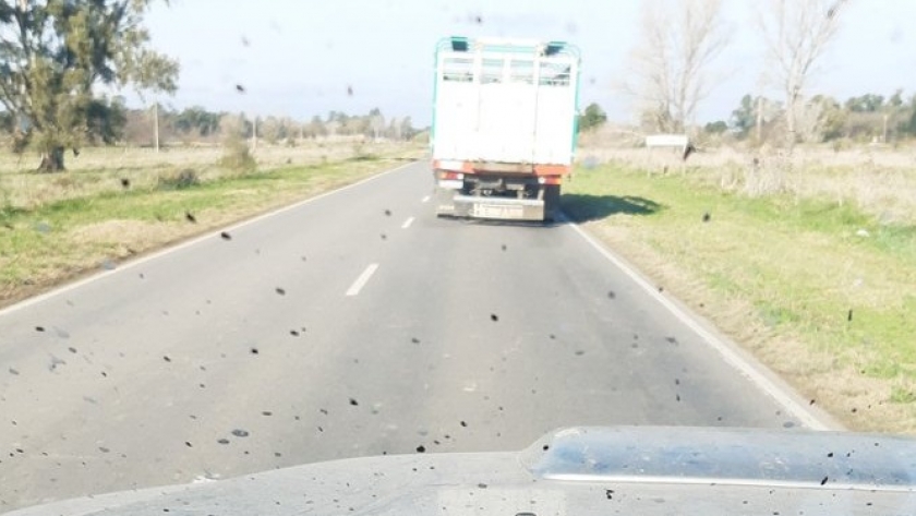 La historia detrás de la foto: vacas lecheras que van a faena porque un tambero necesita alimentar a las sobrevivientes
