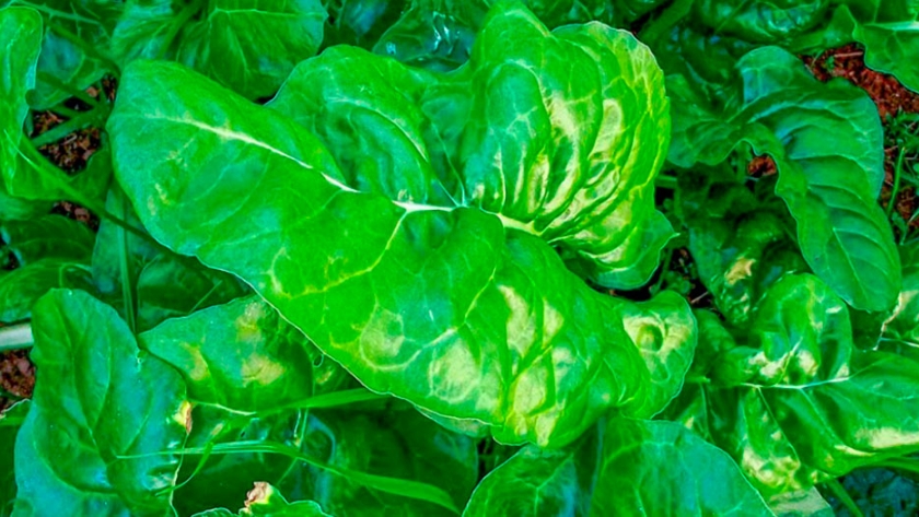 El cultivo de la espinaca