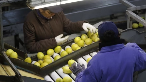 “Perjudicial y discriminatoria”: productores de limones rechazaron la suba de las retenciones para su actividad
