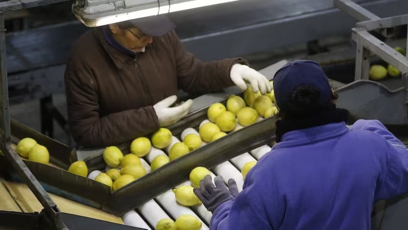 “Perjudicial y discriminatoria”: productores de limones rechazaron la suba de las retenciones para su actividad