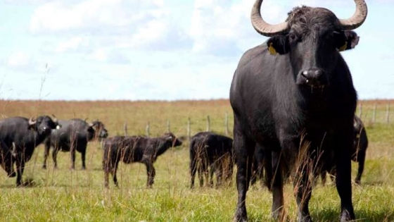 Carne tierna como la vacuna y hasta más sana: por qué el búfalo tiene potencial en Córdoba