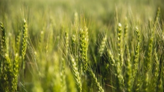 Un productor logró cuadruplicar el rinde promedio nacional de trigo