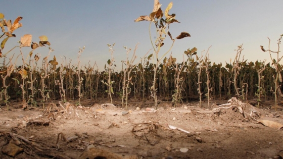 Desafíos y oportunidades frente al cambio climático en Argentina: perspectivas desde la investigación en suelos