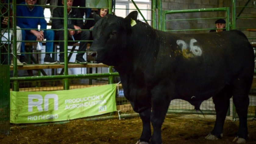 Toros patagónicos: el INTA evaluó el impacto de la genética introducida