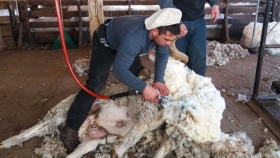 Productores de lana advierten que se paralizó el mercado por fallas con el “dólar agro”