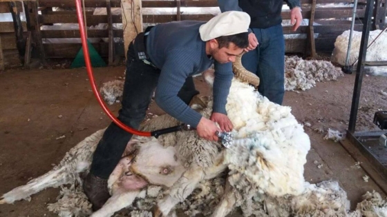Productores de lana advierten que se paralizó el mercado por fallas con el “dólar agro”
