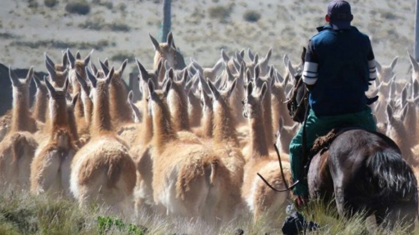 Mendoza defendió la sustentabilidad en el manejo del guanaco