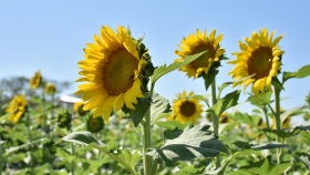 Girasol: genética, ambiente y manejo, la fórmula para potenciar el rendimiento