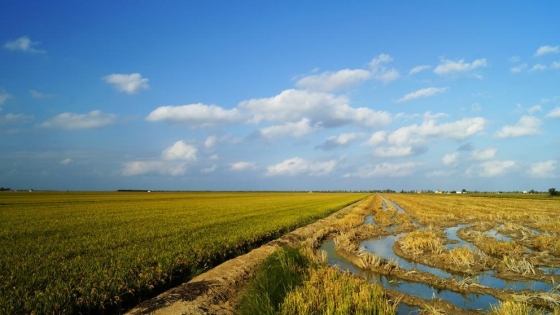 Descubierta una nueva variante de arroz resistente al arsénico inorgánico