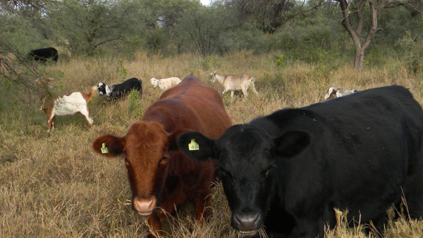 Producción de carne con forrajes naturales