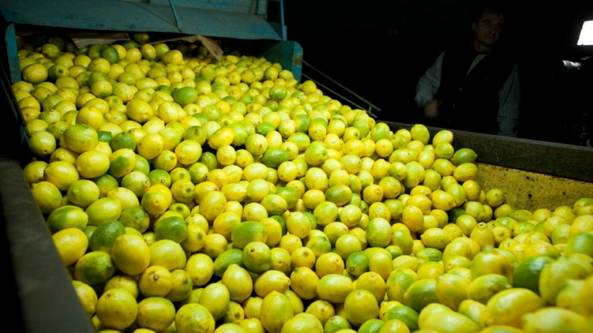Argentina inicia certificación fitosanitaria electrónica en el comercio de vegetales con la UE