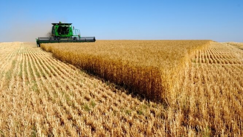 Cereales: récord histórico de producción pero con menos existencias