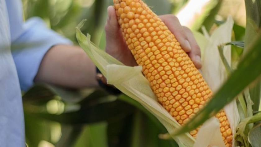 Tolerancia a Spiroplasma, buena agronomía, versatilidad y rendimiento