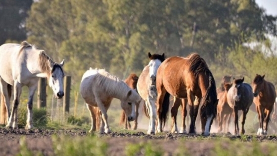 Un campo para ACMA: Desesperado pedido de una ONG para que 131 caballos víctimas de maltrato puedan tener un lugar para vivir