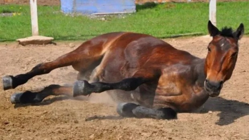 Alerta sanitaria por el virus que afecta los caballos: toman medidas para contener el brote de encefalomielitis equinas