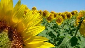 Rotterdam: a pesar de las últimas caídas, continua firme el precio del aceite de girasol