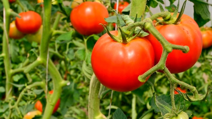 Corrientes exhibió dos trabajos en el 40º Congreso Argentino de Horticultura