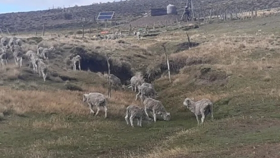 El Gobierno declara la emergencia agropecuaria por sequía en Buenos Aires y Río Negro