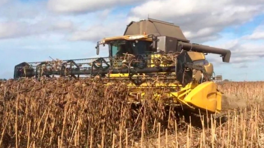 Se cosechó el 85 % del área cultivada con girasol en Entre Ríos