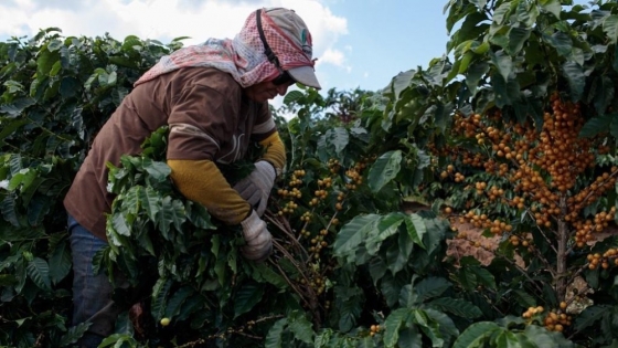 Brasil bate un nuevo récord de exportación de café