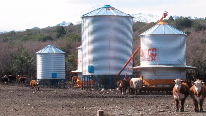 Feedlot: autoconsumo versus suministro diario
