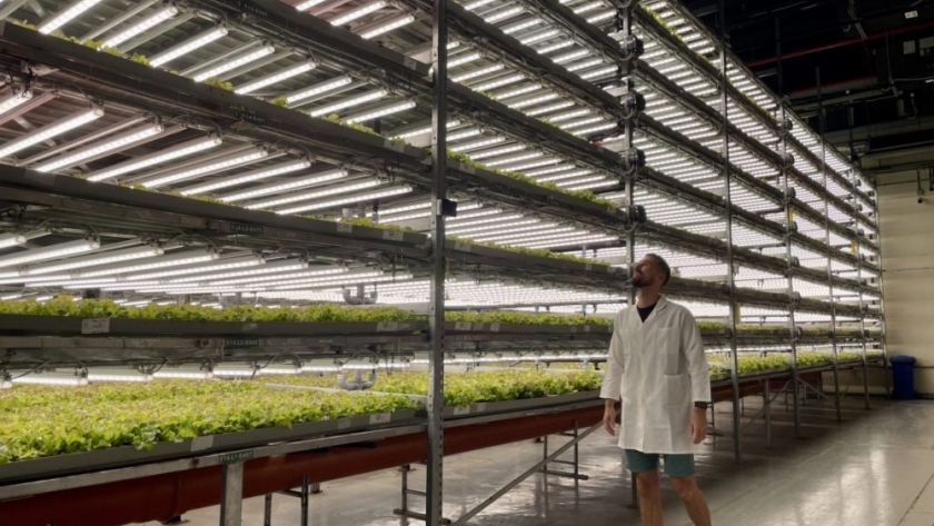 Renewable energy becomes a top priority for indoor agriculture: new report reveals