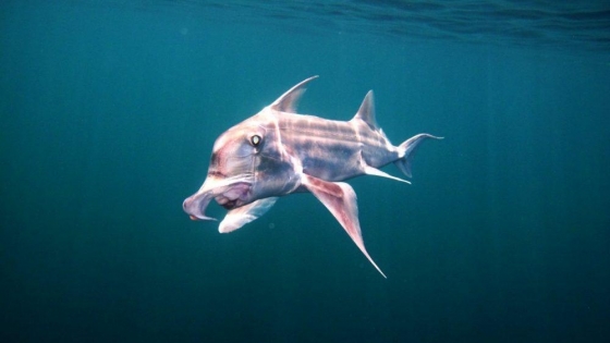 Dos zonas marinas de Chubut declaradas áreas críticas para la conservación de tiburones y rayas