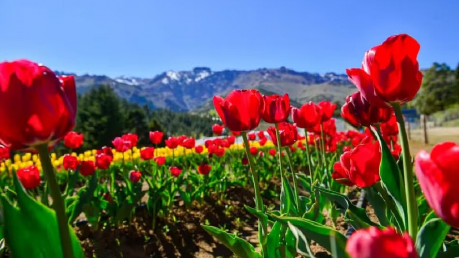 Huinganco suma un campo de tulipanes y se posiciona como nuevo atractivo patagónico