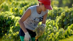 Día Internacional de las Mujeres Rurales: según la ONU, representan el 43% de la mano de obra agrícola