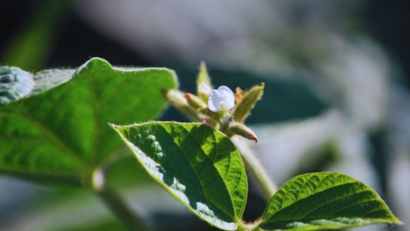 SoyVAR, la app del INTA que pone a un clic los cultivares de soja