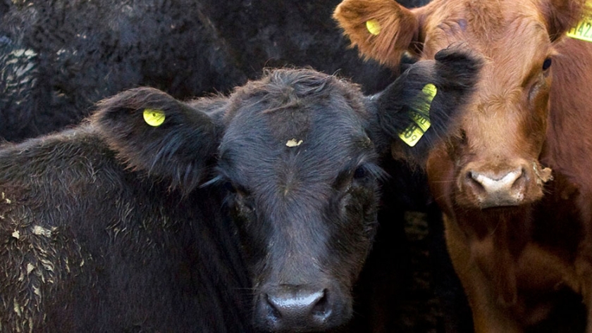 Lanzan una vacuna para prevenir mancha, gangrena gaseosa y enterotoxemias en bovinos, caprinos y ovinos