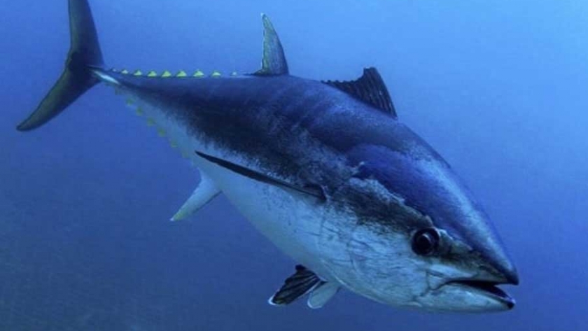 Panamá refuerza el control pesquero y fija límites para la captura de atún rojo