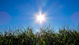 ¿Cómo asegurar una gran performance en el cultivo del maíz tardío en año Niña?