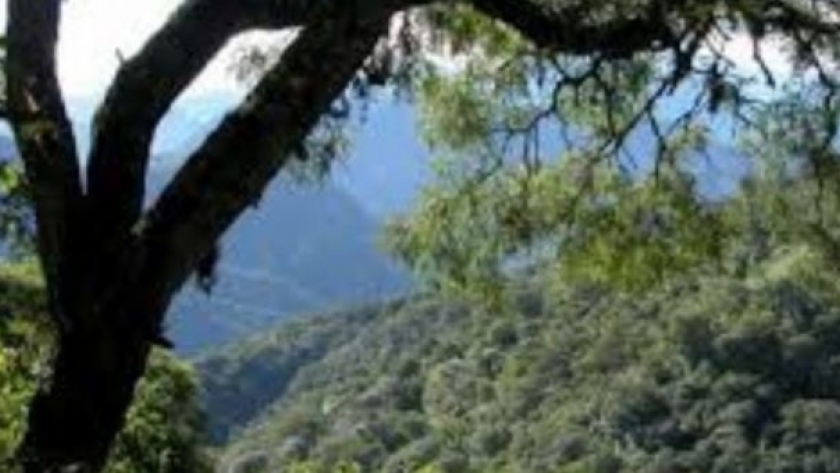 La Ley ómnibus y los mercados de carbono en la Argentina