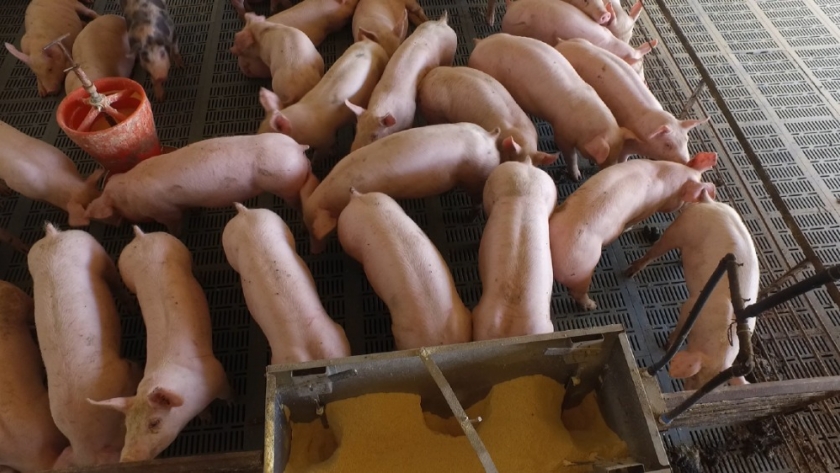 La producción porcina entrerriana crece con el apoyo de la provincia a las granjas familiares
