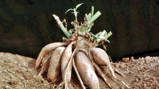 Yacón: Jujuy impulsa un relevamiento para fortalecer un cultivo ancestral con valor productivo y cultural