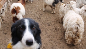 Perros protectores para mitigar la depredación de ganado